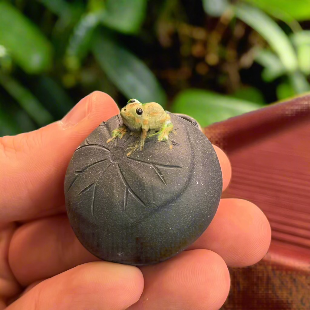 Frog on Lotus, spitting water effect #1243