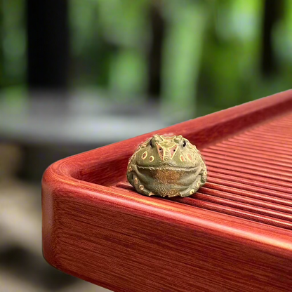 Spotted Green Frog Tea pet #1214